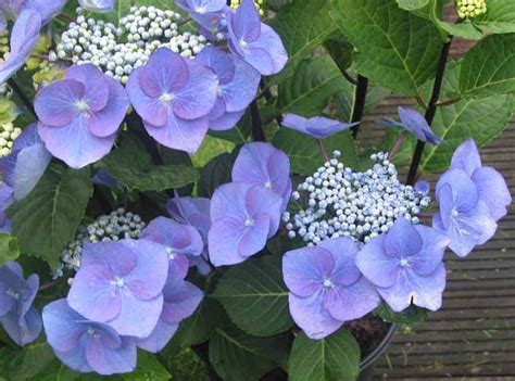 HYDRANGEA BLUE LACE CAP 200MM | Garden Feast