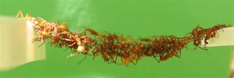 Incredible footage shows army ants forming bridges with their bodies ...