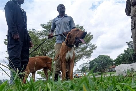 Raising Dog Detectives: Breeding and Training Uganda’s Police Canine Unit