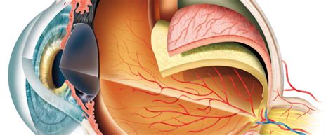 Eye Anatomy - Exeter Eye