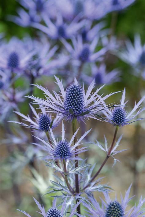 June flowers: the best flowers for June - Gardens Illustrated