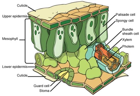 Leaf Structure and Function ( Read ) | Biology | CK-12 Foundation