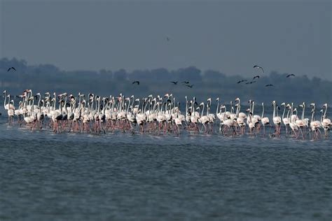 Pulicat Bird Sanctuary - Temples Vibhaga