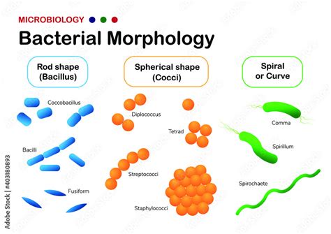 Plakat Microbiology Diagram Show Bacterial Morphology Coccus Bacillus ...