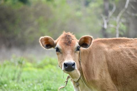 Jersey Cows: Breed Profile, Facts and Photos