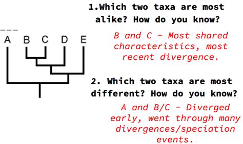 Unit 1-2: Cladistics – The Biology Classroom