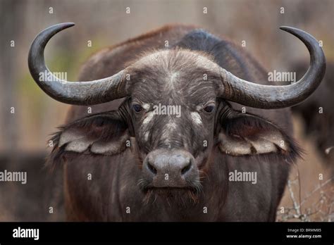 Frontal portrait of female buffalo with neat, symmetrical horns Stock ...