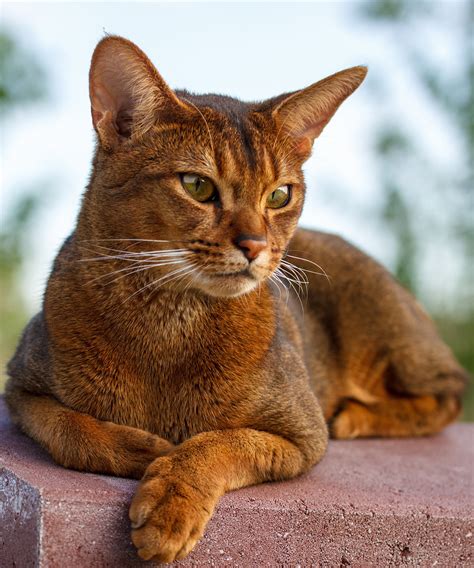 Abyssinian Cat Breed: Characteristics, Temperament, Cat Care