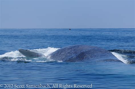 Blue Whale Lunge Feeding 2 | ScottS101 | Flickr