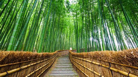 Path,To,Bamboo,Forest,Panorama,,Arashiyama,,Kyoto,,Japan - MyStart