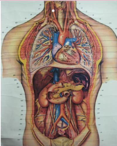 Viscera Chart Flashcards | Quizlet