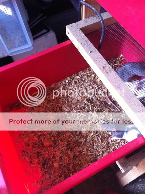 SE England - Rat/Mouse breeding setup | Reptile Forums