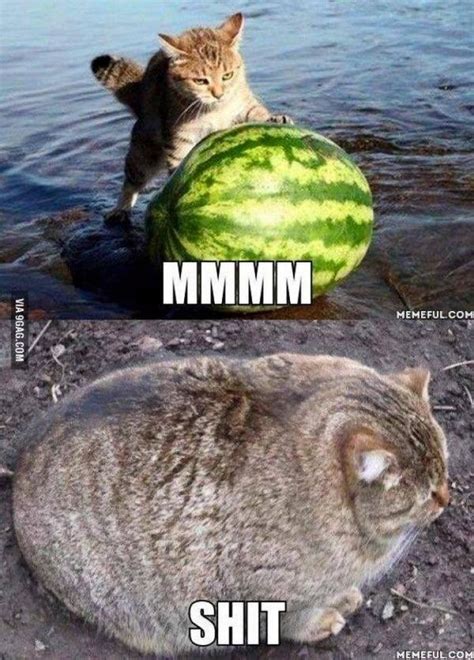 10+ Friday Memes Animals Funny - FWDMY