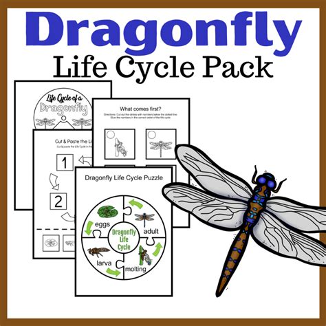 Dragonfly Life Cycle for Kids