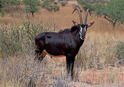 Top 10 Antelope Species in Africa