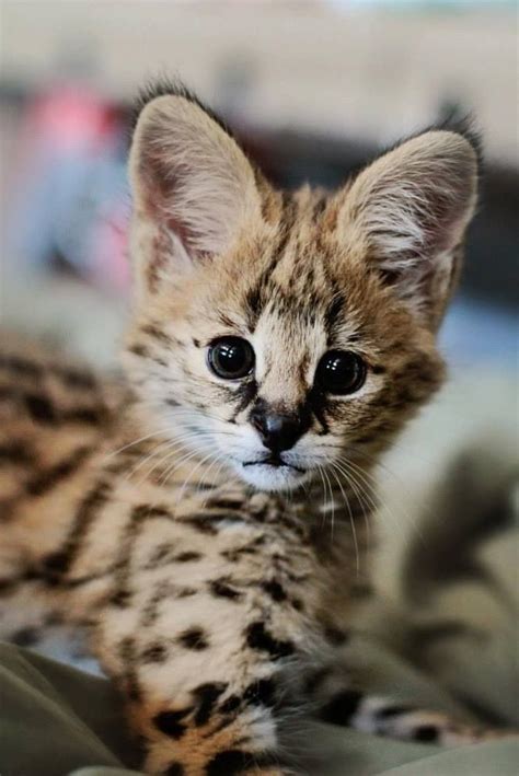 Baby serval. Those ears :) | Big Cats | Pinterest