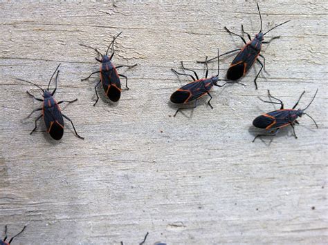 11 FAQs and Answers on Boxelder Bug Control