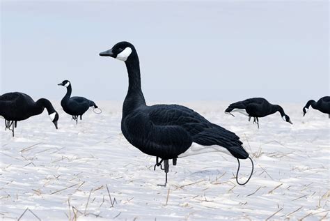 Full Body Canada Goose Decoys - SX Decoys