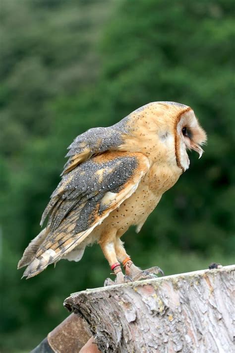 Barn Owl Calling on Tree Stump Stock Image - Image of beak, tyto: 202270719