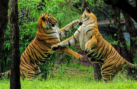 File:Bengal tiger fight.jpg - Wikimedia Commons