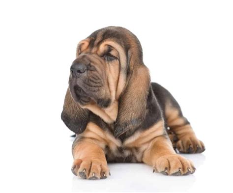 Bloodhound Dog Breed Complete Guide - Wiki Point