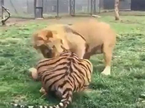 Lion vs tiger fight video | [VIDEO] 'Amazing wild': Lion attacks tiger ...