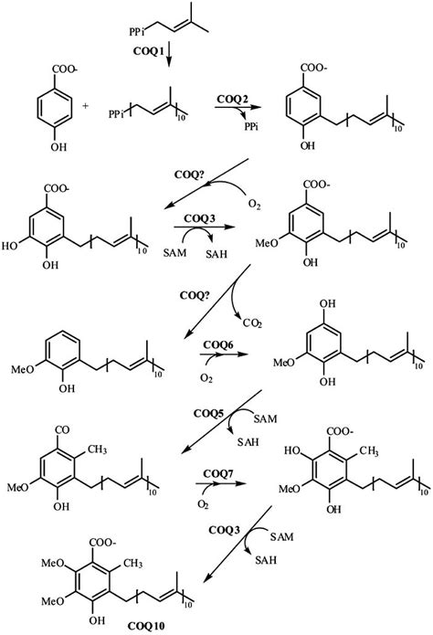 Coenzyme Q10 biosynthesis. After 4-OH-benzoate and decaprenyl-PP [see ...