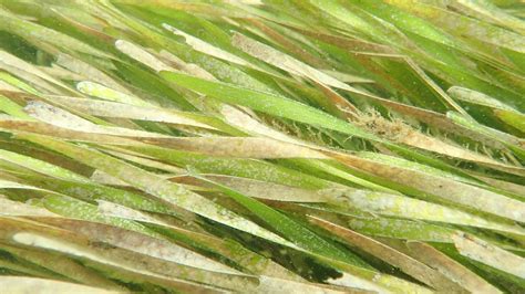 Seagrass meadows harbor wildlife for centuries, highlighting need for ...