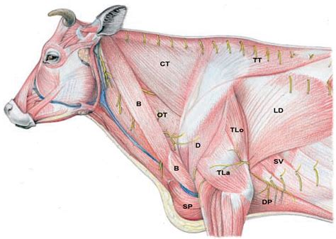 Part 1: Neck – Dissection Lab Guide for Ungulate Anatomy