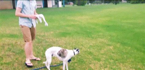 Patch Fetch GIF - Find & Share on GIPHY