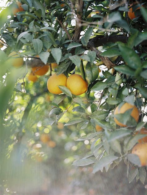 Lemon Trees - Elizabeth Anne Designs: The Wedding Blog