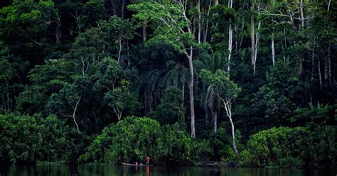 The COP26 deforestation pledge alone won’t save the Congo Basin | New ...