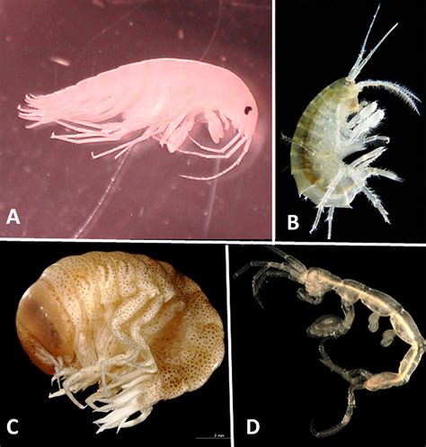 Amphipods - Encyclopedia of Arkansas