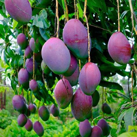 Mango Tree Benefits - Tere Fruit