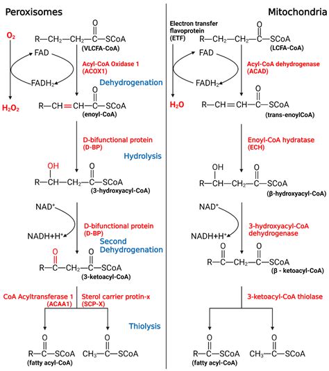 Beta Oxidation Chart