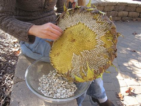 Harvesting Sunflower Seeds ~ The Suburban Jungle