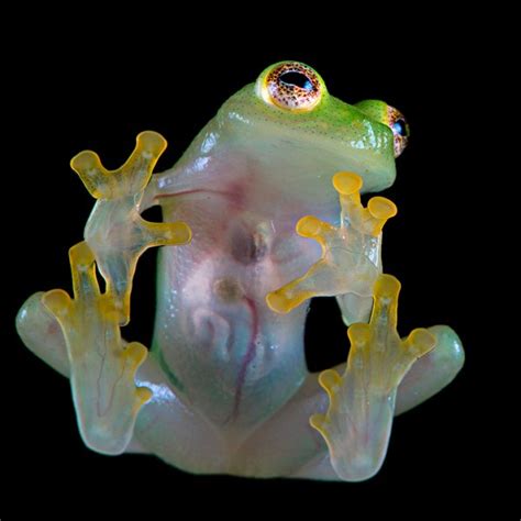 Northern Glass Frog Facts and Pictures