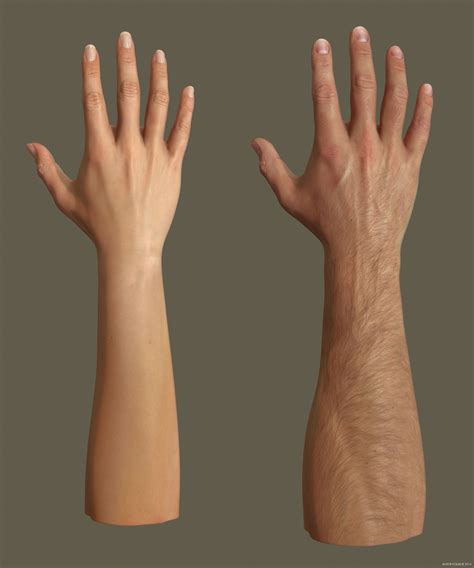 Female and male arms with light skin Forearm Anatomy, Hand Anatomy ...