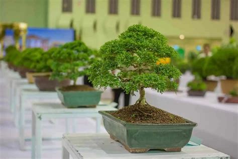 When to Repot Bonsai (What You Should Know) - Gardenia Organic