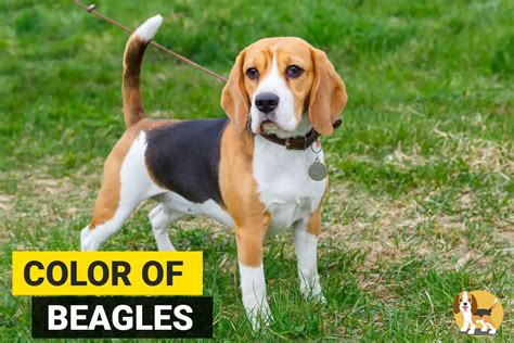 Beagle Colors - Various Combinations, Markings and Types - Beagle Care