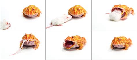 WEAPONIZE | Stock Photography | Frog Eating Mouse