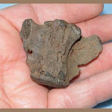 Sloth Vertebra Likely Megalonyx Fossil - Fossils & Artifacts for Sale ...