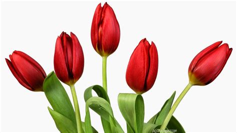 Wallpaper Bunga Tulip Merah | Deloiz Wallpaper