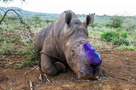 Rhino horn? - Africa Geographic