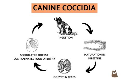 What Are The Symptoms Of Coccidia In Puppies