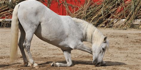 Here’s How To Teach Your Horse To Bow