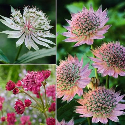 Hayloft Plants | Plants, Plants delivered, Astrantia