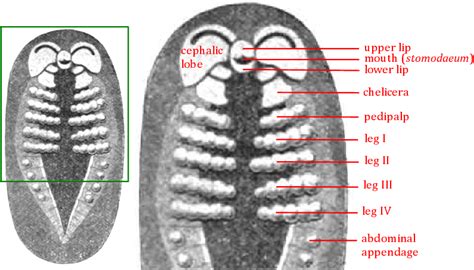 Spider Mouth Anatomy