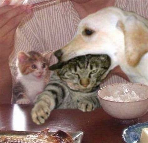 Cat Dog : r/memes