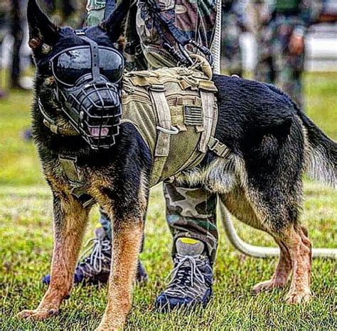 72 best POLICE/SERVICE DOGS images on Pinterest | Police dogs, Service ...